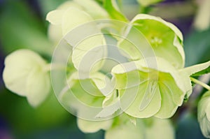 Hellebores (helleborus argutifolius) in flower. springtime