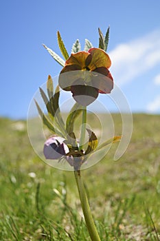 Hellebores - Helleborus purpurascens