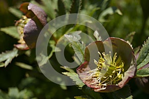 Hellebores - Helleborus purpurascens