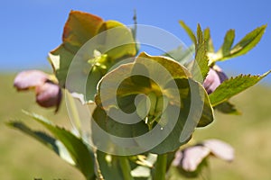 Hellebores - Helleborus purpurascens