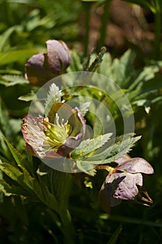 Hellebores - Helleborus purpurascens