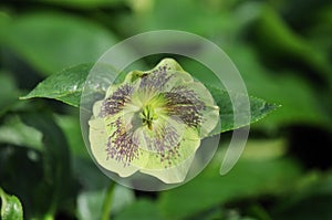 Hellebores, lenten rose, white lady