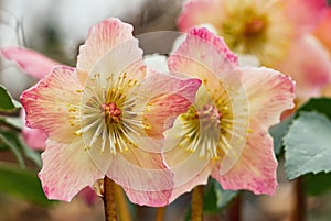 Hellebores multicolored