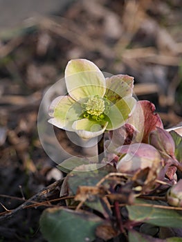 Hellebores Orientalis Cold-Weather Bulb Flower