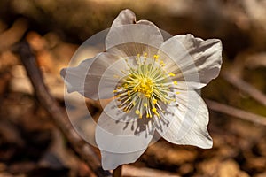 Hellebores plant close up shootHellebores growing in the forest, macro