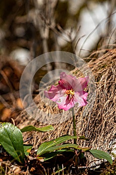 Hellebores plant, macro shoot