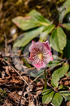 Hellebores plant, macro shoot