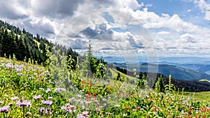 Helleboris, Mountain (Leafy) Aster and Indian Paint Brush flowers in the High Alpine