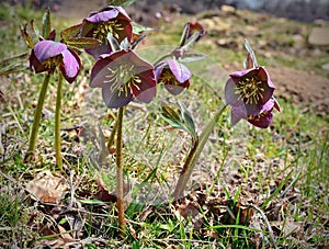 Helleborus