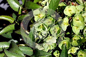 Helleborus argutifolius, holly-leaved hellebore, Corsican hellebore