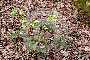 Helleborus caucasicus