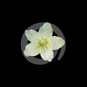 Helleborus Christmas white rose closeup isolated