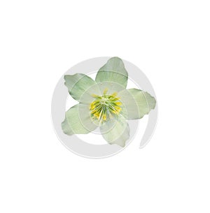 Helleborus Christmas white rose closeup isolated