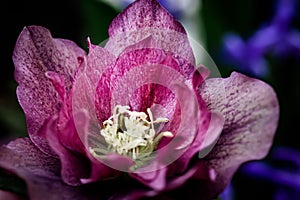 Helleborus close-up. Beautiful pink blooming flower of the selected hellebores flower