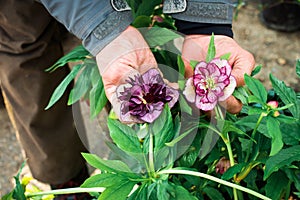 Helleborus double ellen bloom. A rare black hellebore grows in the garden. male hands are holding buds. gardening