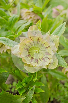 Helleborus double flower