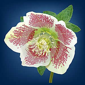 Helleborus flower