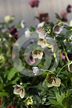 Helleborus flower called Hybrid Lenten rose - gardening time