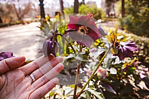 Helleborus flower Christmas or Lenten Rose in hand growing in spring garden.