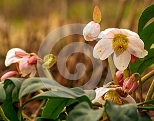 Helleborus flower on garden at spring.