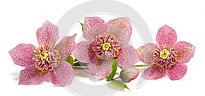 Helleborus flowers