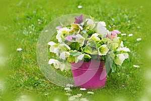 Helleborus flowers in a bucket