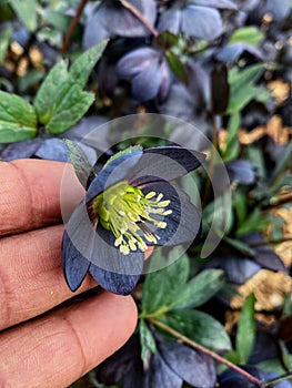 Helleborus flowers in spite of they black, are very attractive