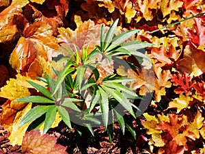 Helleborus foetidus 'Wester Flisk'