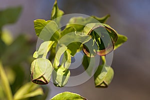 Helleborus foetidus - winter-spring evergreen flowering plant