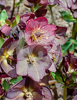 Helleborus HGC Ice `n` Roses Red, Jozef Heuger, Germany