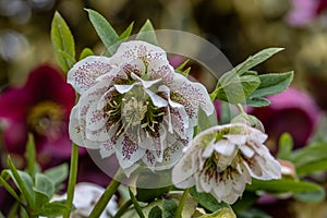 Helleborus hybridus Cinderella