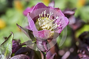 Helleborus hybridus ornamental flower in bloom, purple color, early spring flowering plant