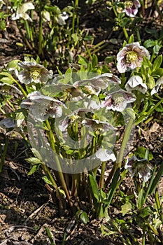 Helleborus x hybridus `White Lady Spotted`