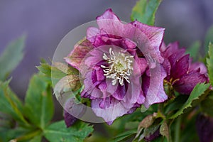Helleborus or Lenten Rose hybrids flower with snow in garden. Hellebore purple pink flower Double Ellen Pink Spotted with stains