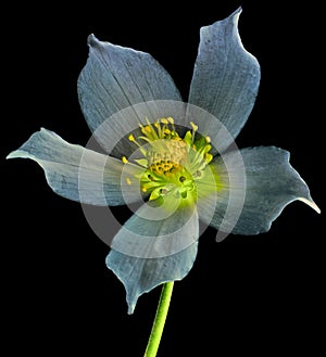 Helleborus magic flower