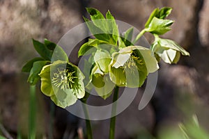 Helleborus niger