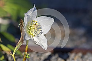 Helleborus niger black hellebore white pink early winter flowering plant, amazing mountain flowers in bloom