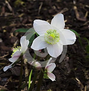 Helleborus niger L_Baden Baden, Germany