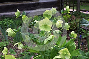 Helleborus odorus. Green flower hellebores