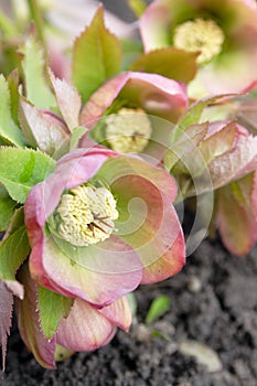 Helleborus one of the first spring flowers