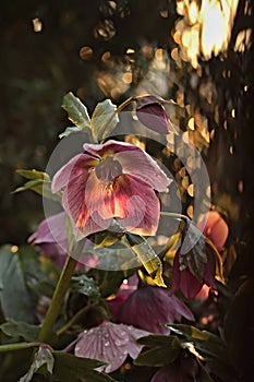 Helleborus orientalis