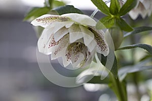 Helleborus orientalis Cinderella bloom