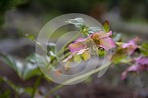 Helleborus orientalis, the Lenten rose