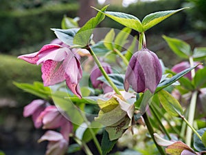 Helleborus orientalis or lenten rose plant