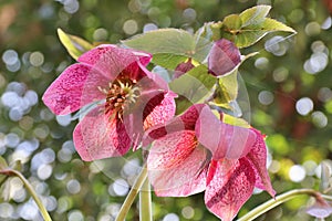Helleborus orientalis pink