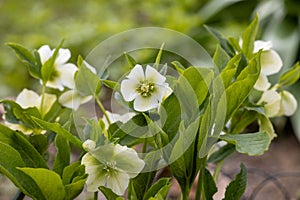 Helleborus orientalis Pretty Ellen White in garden