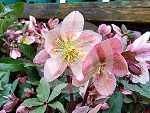 Helleborus `Pirouette`