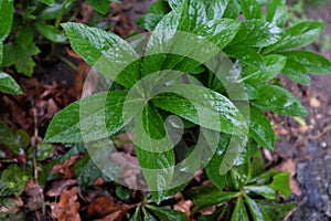 Helleborus purpurascens