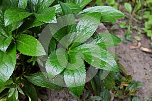 Helleborus purpurascens