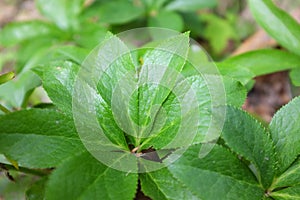 Helleborus purpurascens